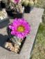 Preview: Echinocereus scopulorum